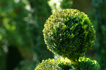 Beard grooming service